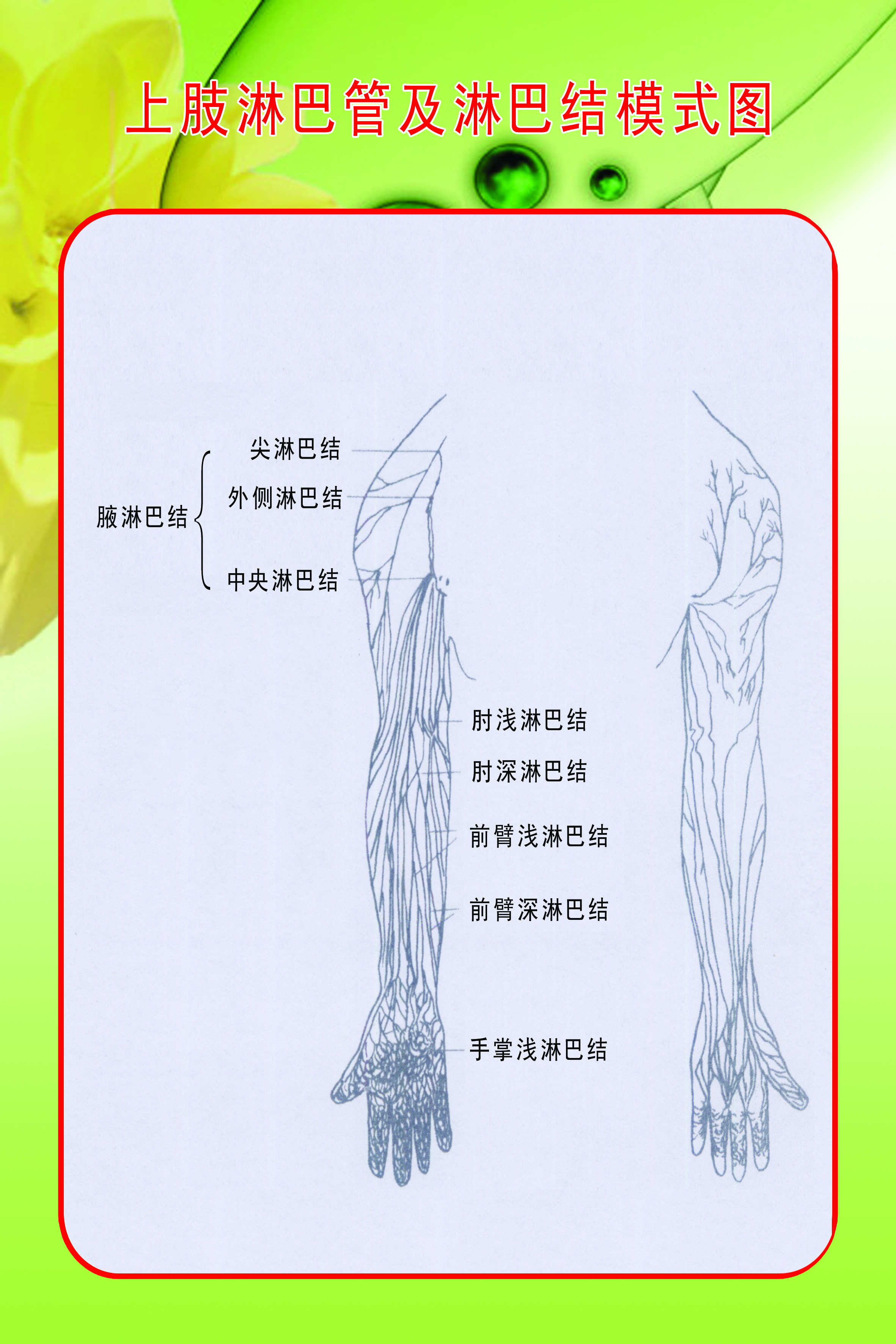 上肢淋巴管及淋巴结模式图 副本.jpg